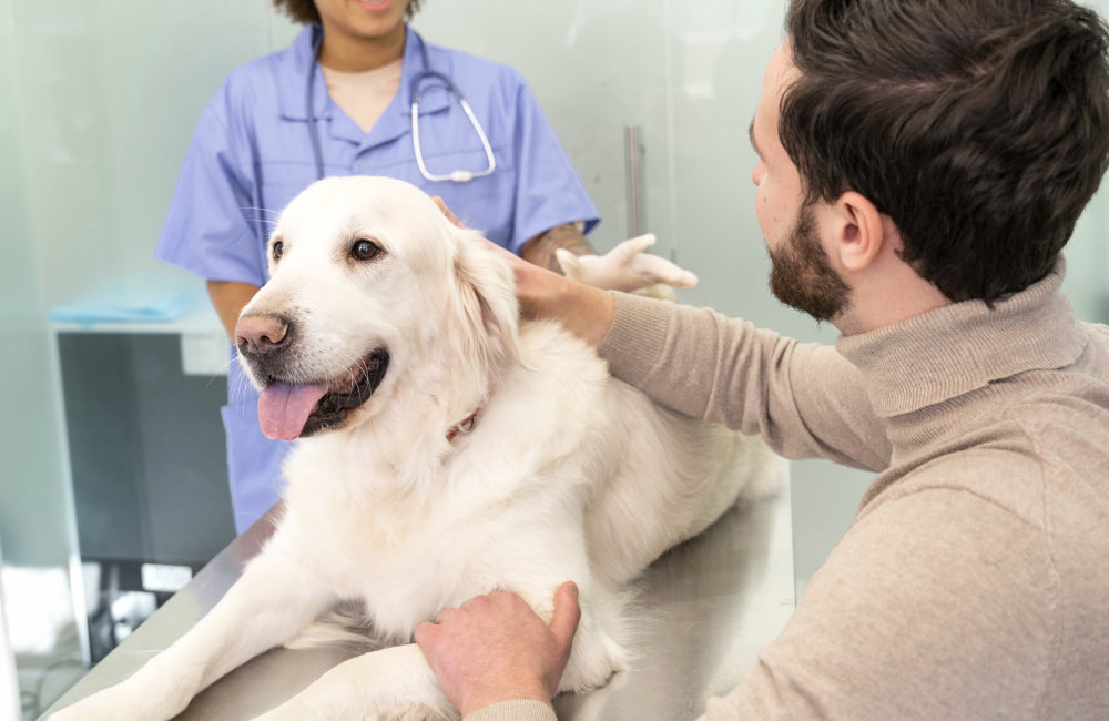 eco doppler en veterinaria