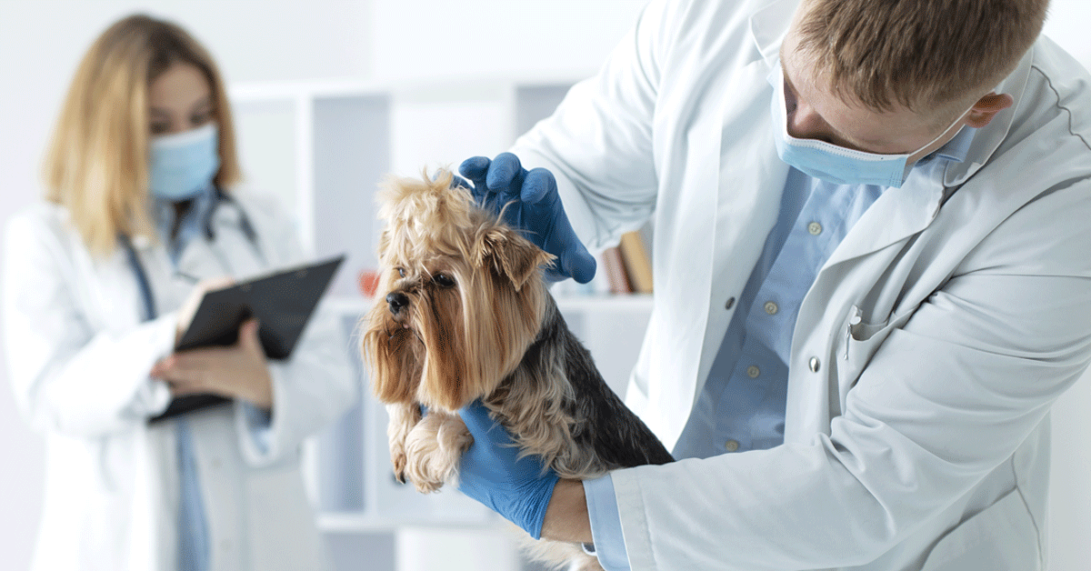 La Importancia del Monitoreo Veterinario para la Salud de tus Pacientes