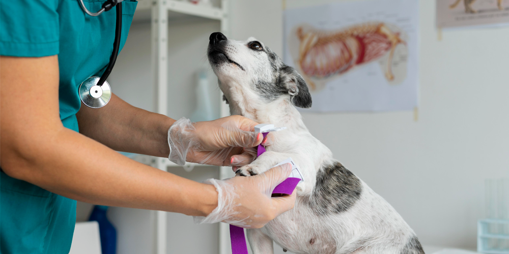 Innovación en Equipos Veterinarios: Mejorando la Práctica Clínica